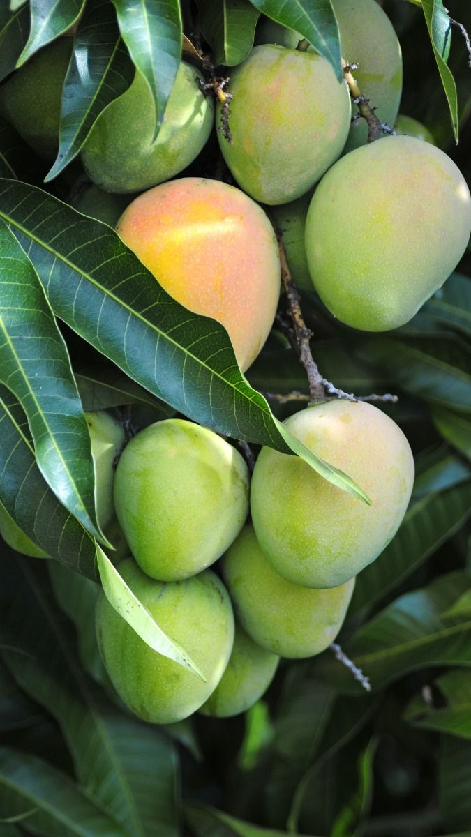 Gopalbhog